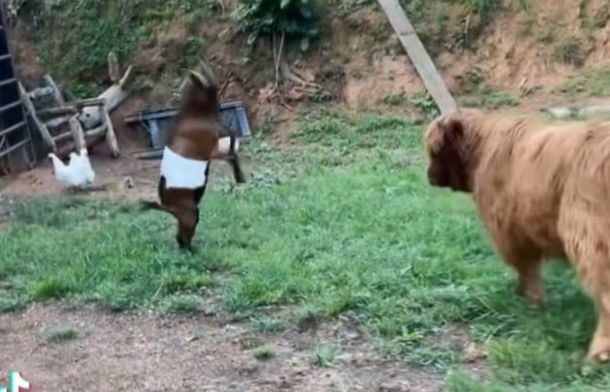 A tiny goat playfully squaring off against a much larger juvenile Highland cow.