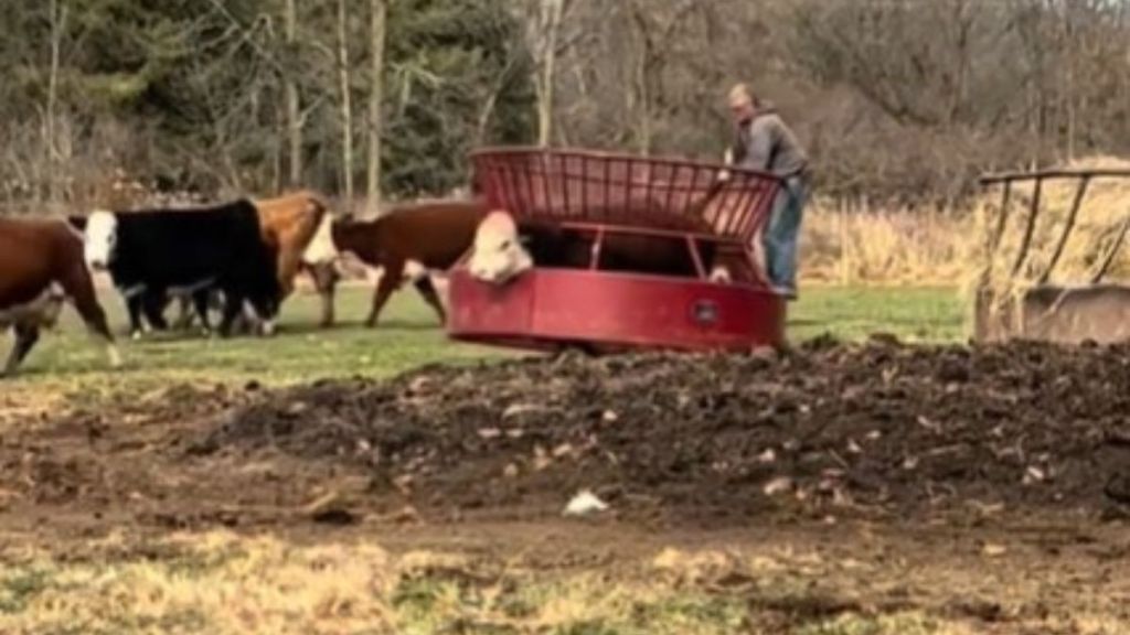 Image shows a bull stuck in a bale feeder before a vet and the farmer were able to rescue him.