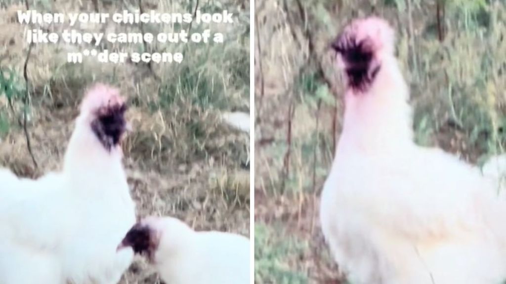 Images show white chickens with purple faces from eating prickly pear fruit.