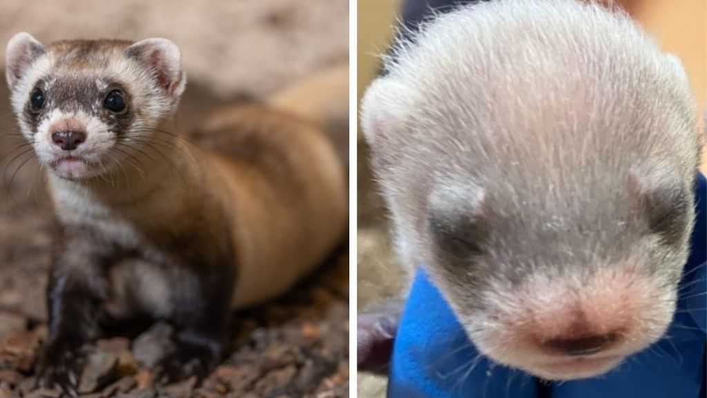 Left image shows Anotina, a cloned black-footed ferret. Right image shows one of her twin kits, the first ever born to a cloned animal.
