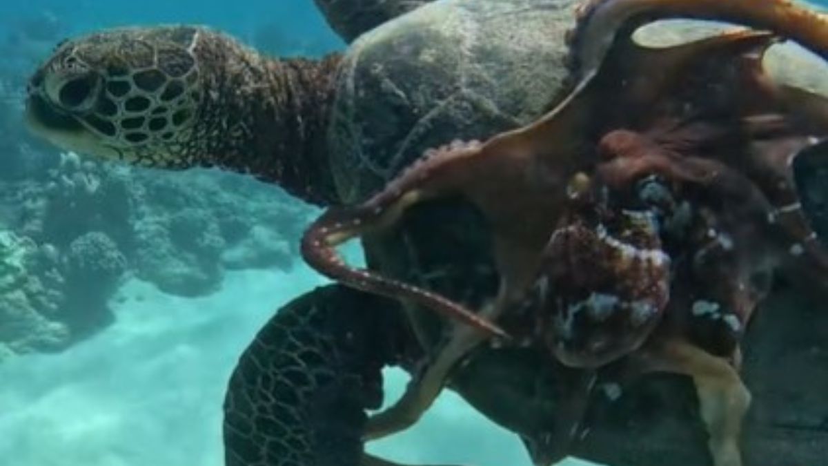 Sea Turtle Rode Octopus Hitches A Ride On Turtle’s Shell In Astounding Clip – InspireMore