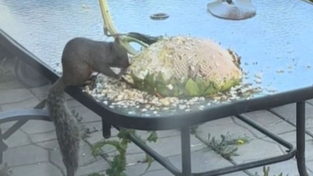 Image shows a squirrel feasting on a sunflower that was left outside on a patio table.