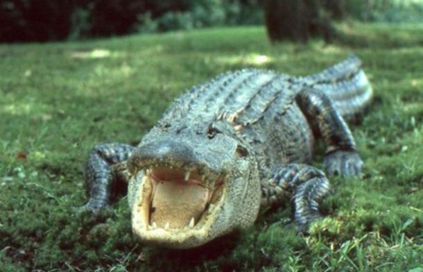 Stock image of an alligator facing the camera with mouth slightly open.