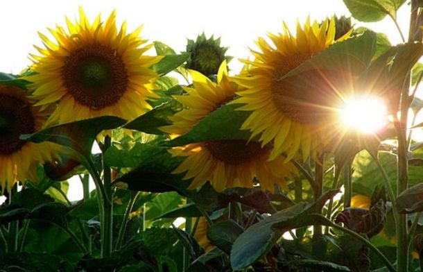 Stock image shows a field of sunflowers.