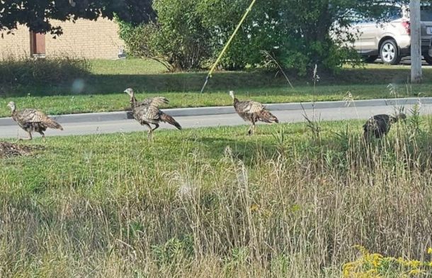 Image show rogue turkeys prowling a neighborhood waiting to attack unsuspecting residents. (Sarcasm)