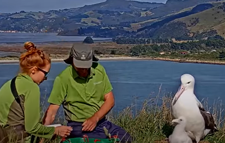 Two people in green shirts kneeling next to an albatross and her chick.