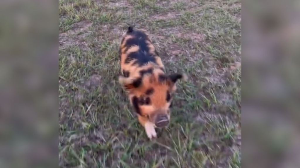 A tiny spotted piglet running through the grass.