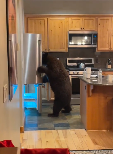 A bear rummaging through someone's refrigerator.