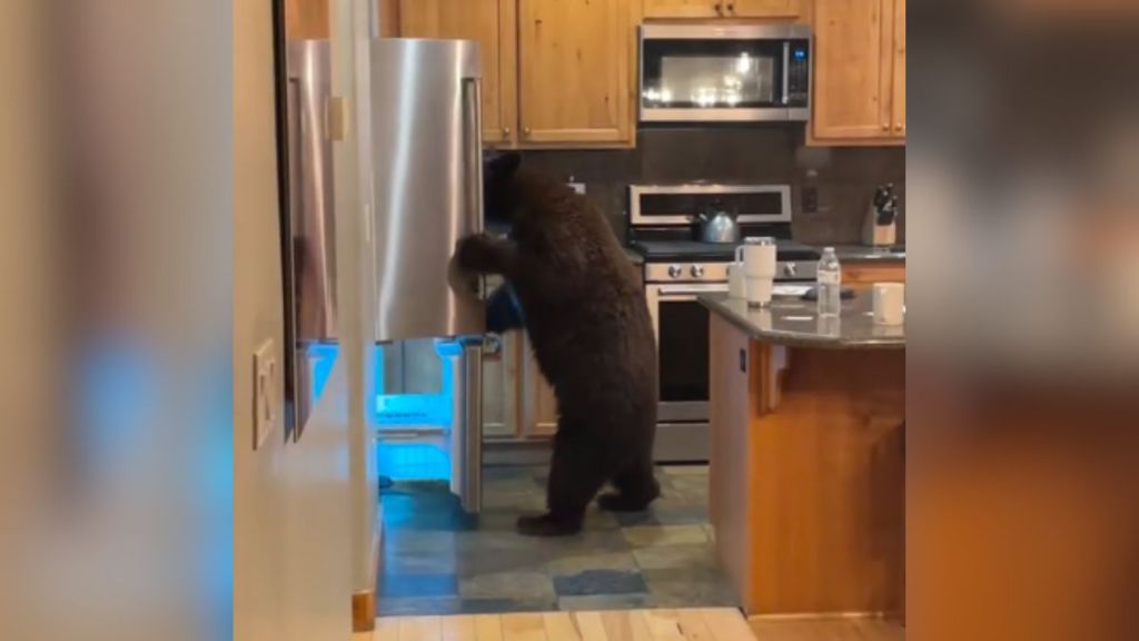 A bear rummaging through someone's refrigerator.