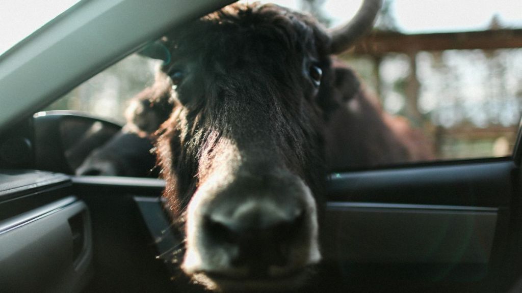 A cow poking his head through an open car window.