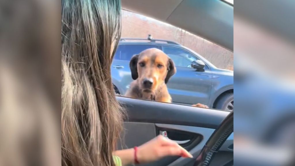 A dog standing on his hind legs to look at a woman through a car window.
