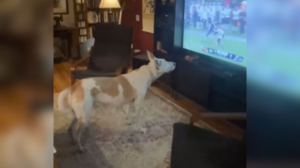 A dog watching a football game on television.