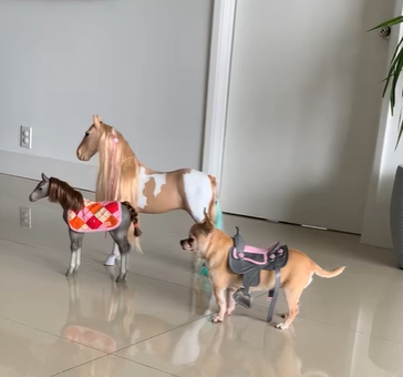Two toy horses and a dog wearing a saddle.