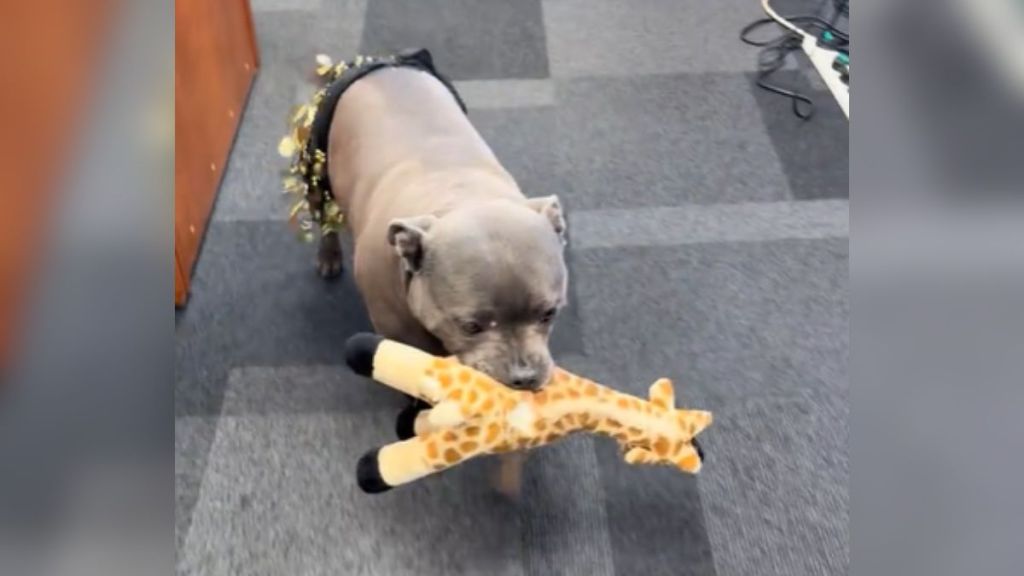 A dog walking around with a stuffed animal in her mouth.
