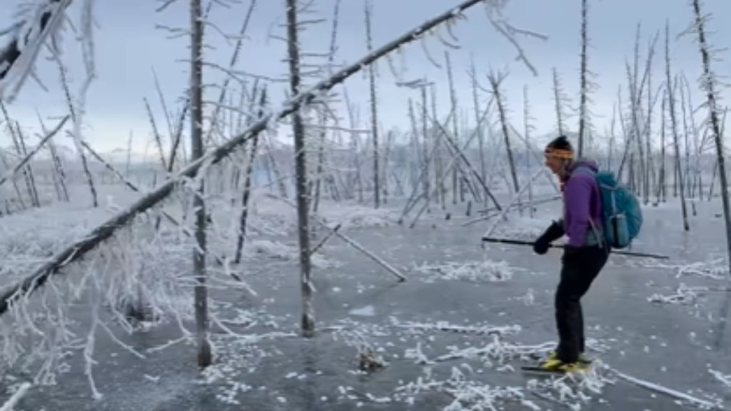 View of a frozen, drowned forest. An ice skater makes their way around the many trees sticking out of the frozen water