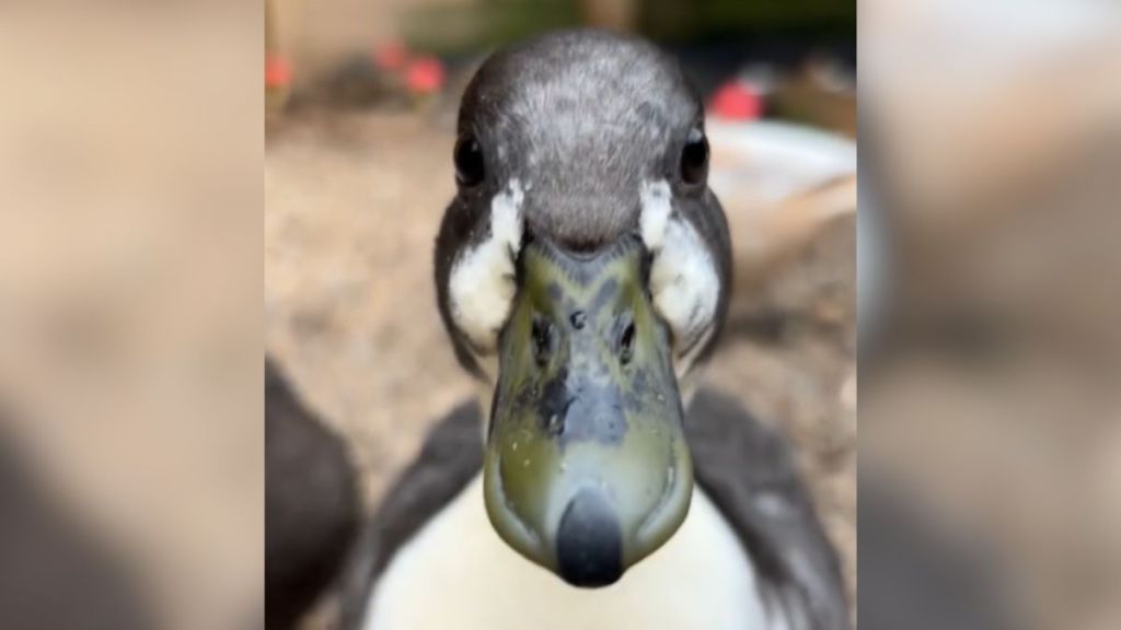A duck looking right into the camera.