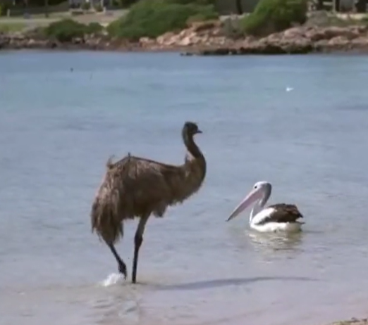 Emu And Pelican Become Best Friends In Adorable Australian Love Story