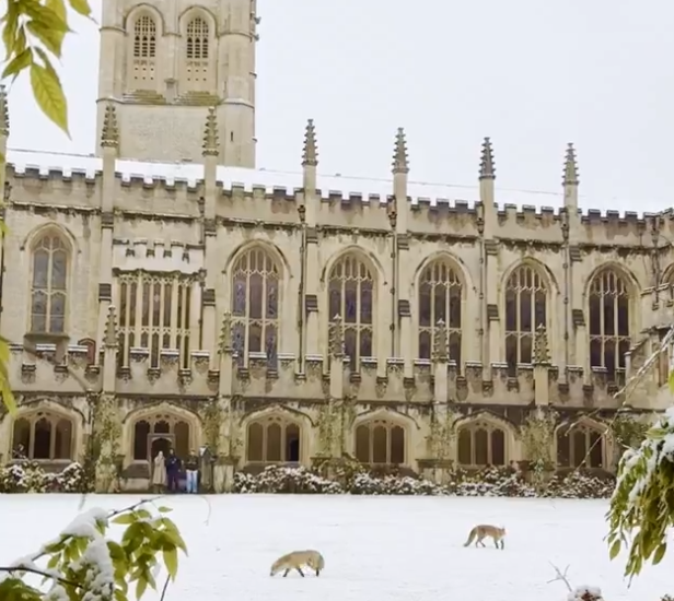 Two foxes wandering around in the snow outside an Oxford University building.