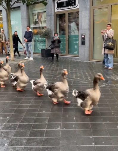 A parade of geese walking down the street in a straight line.