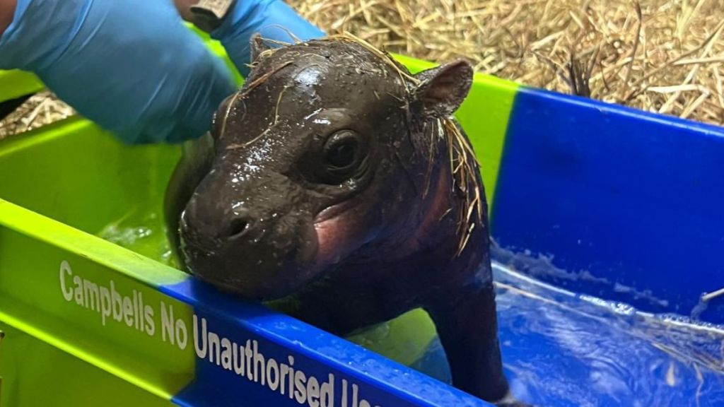 A baby pygmy hippo at the Edinburgh Zoo.