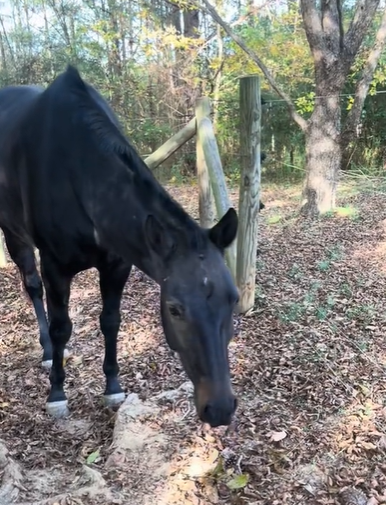 A black horse standing outside near some trees.