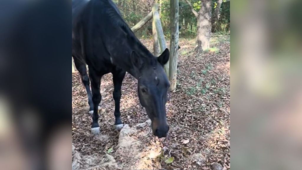 A black horse standing outside near some trees.
