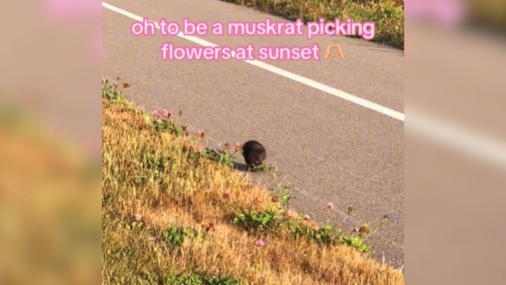 A muskrat walking down the street carrying flowers.