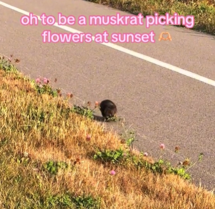 A muskrat walking down the street carrying flowers.