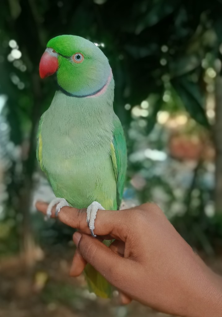 Close up of a green parrot resting on someone's finger while outside