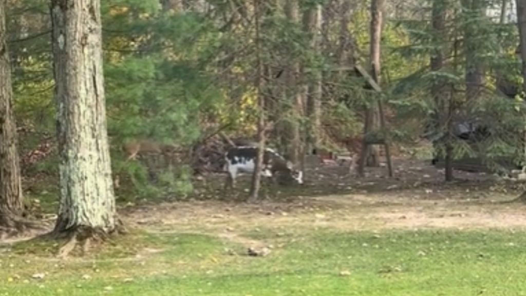 A piebald deer with white spots wandering through a backyard.