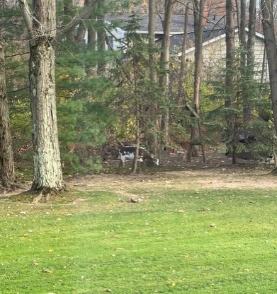 A piebald deer with white spots wandering through a backyard.