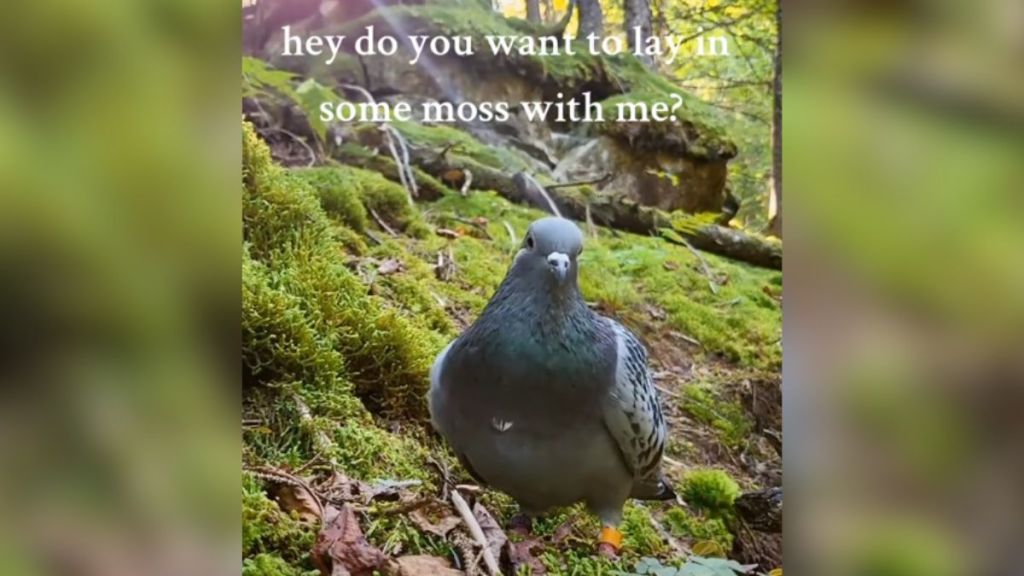 A pigeon standing in a patch of moss.