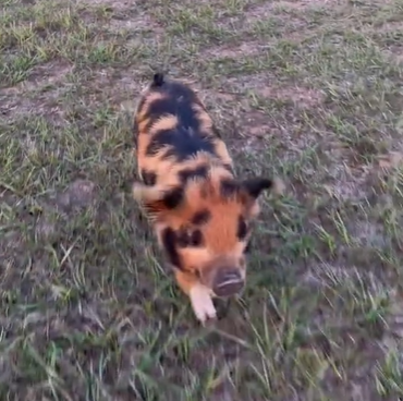 A tiny spotted piglet running through the grass.