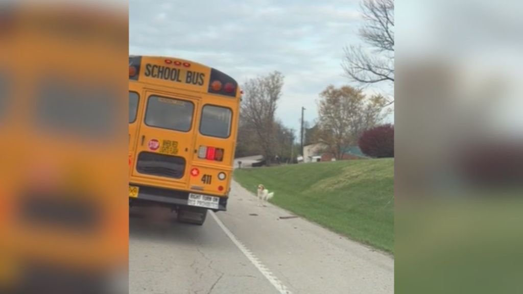A dog standing by a school bus on the street.