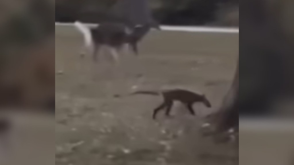 View from a distance of a herd of deer along with a single unidentified creature who looks very different