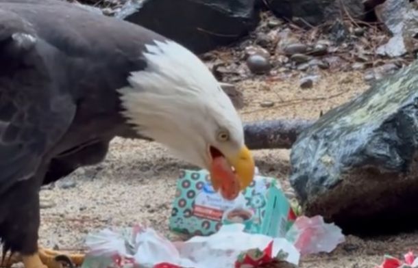 After opening her present, the bald eagle discovered beef and salmon chunks to snack on.