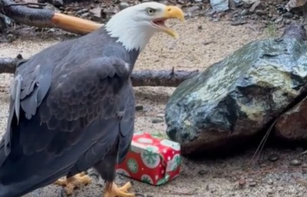 A bald eagle positions her Christmas present to open.