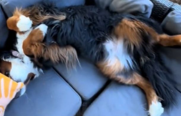 Image shows Ivy, a Bernese mountain dog, flopped on an outdoor sofa refusing to go inside.