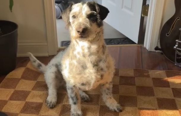 Image shows a dog that was mistaken as a Chupacabra.