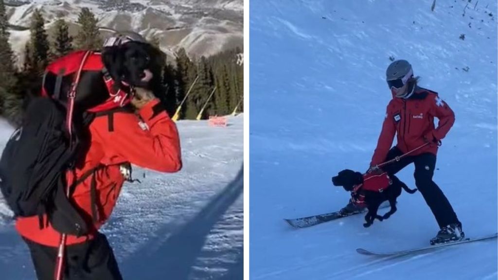 Left image shows Millie the dog riding down the slope on her handler's shoulders. Right image shows Millie running downhill during avalanche dog training while her handler skis.