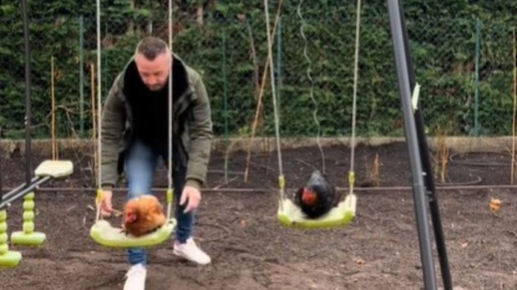 Image shows Christine the chicken and her friend Paulette being pushed on a swing by her human dad.