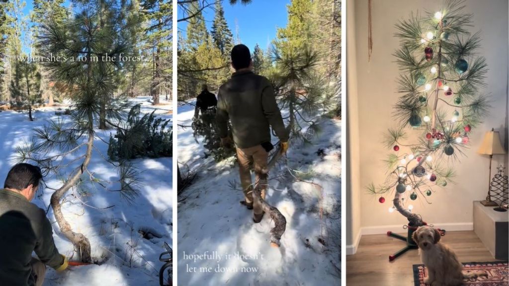 Two left panels show a Christmas tree beinf removed from the forest. Right image shows the tree in a home with beautiful decorations.