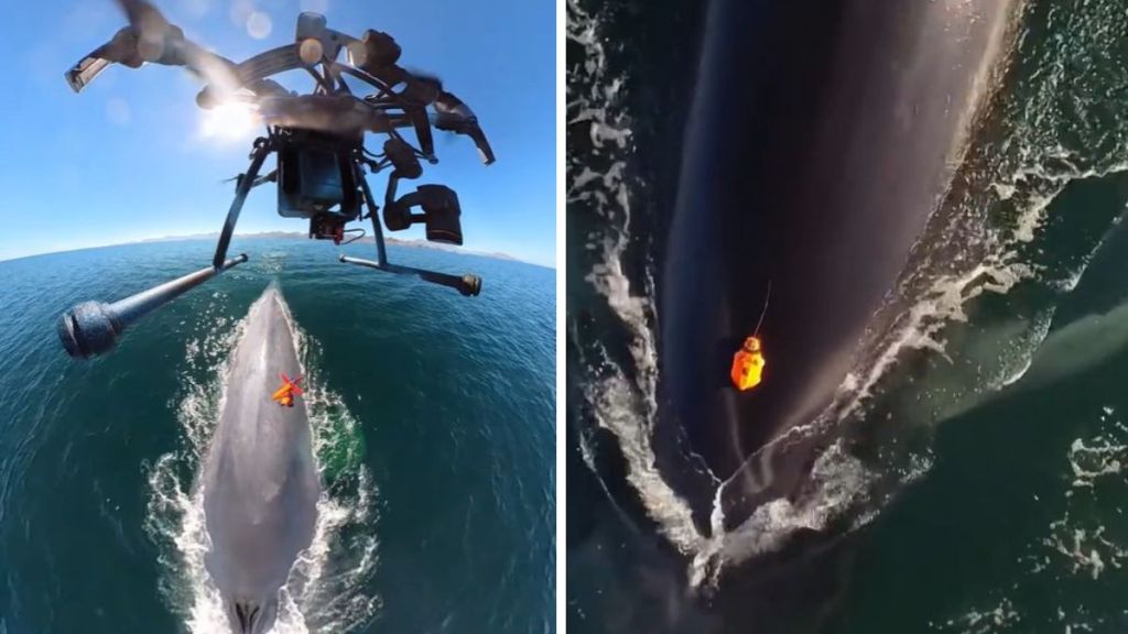 Left image shows a drone deploying a whale tag. Right image shows a whale tag affixed to a whale as it dives back beneath the surface.
