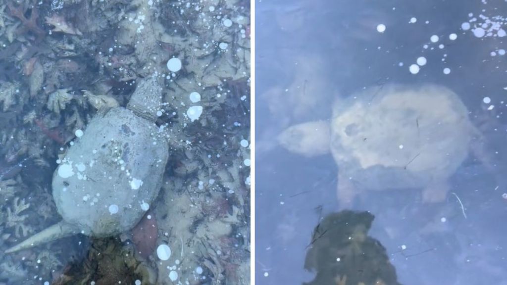 Images show snapping turtle hibernating at the bottom of a frozen pond.