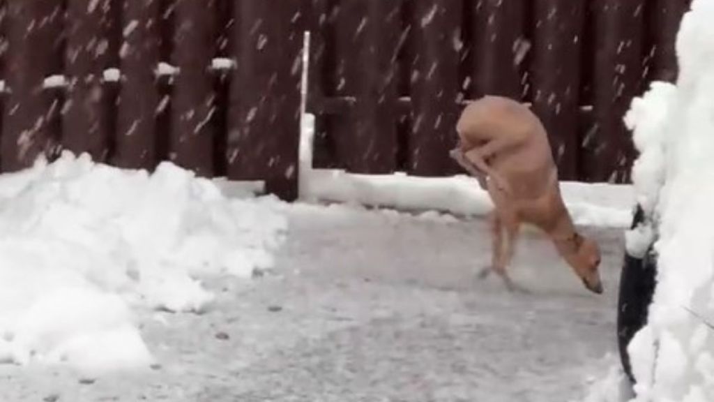 Image shows an Italian greyhound skillfully avoiding snow by walking on her front paws.