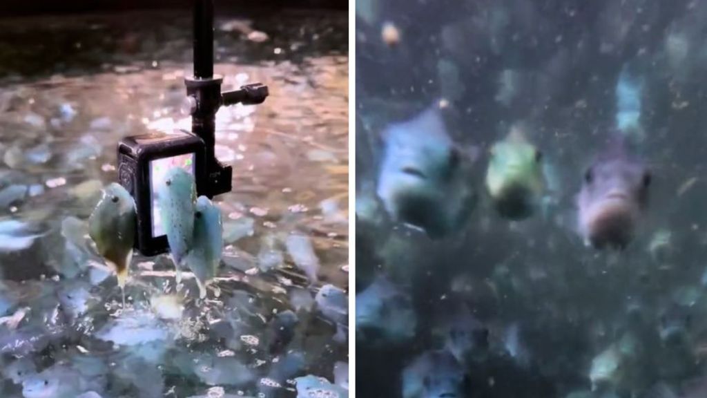 Left image shows three juvenile lumpfish clinging to a Go Pro camera. Right image shows three fish swimming toward the camera.