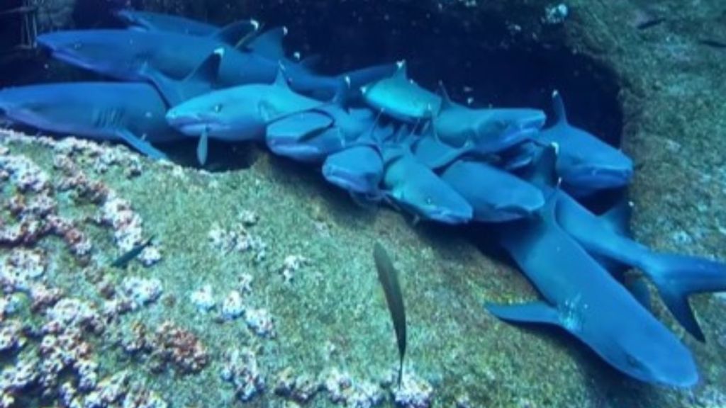 Image shows whitetip reef sharks in a cuddle puddle.