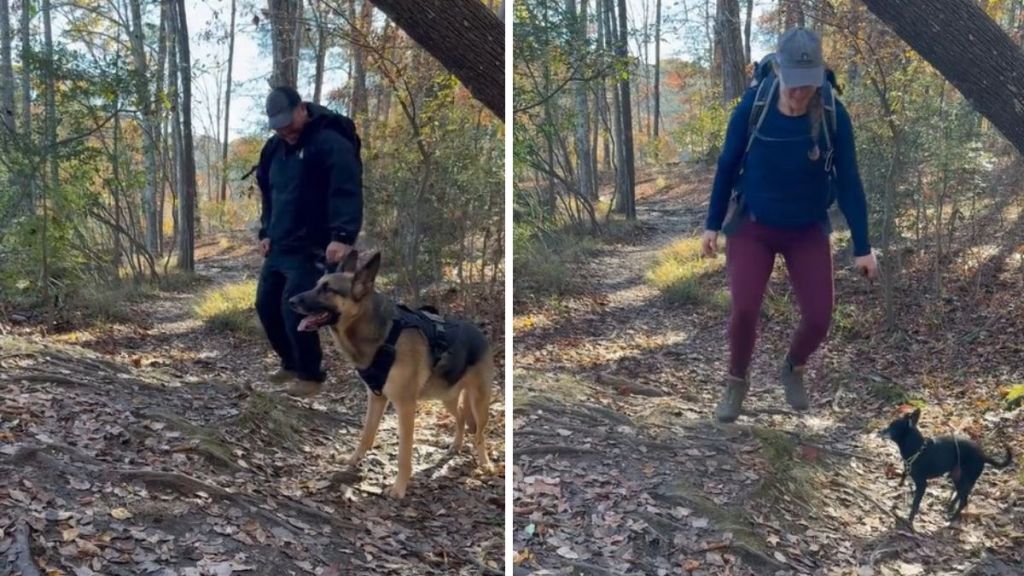 Images show hikers walking their dogs and bouncing on squishy ground like a trampoline.