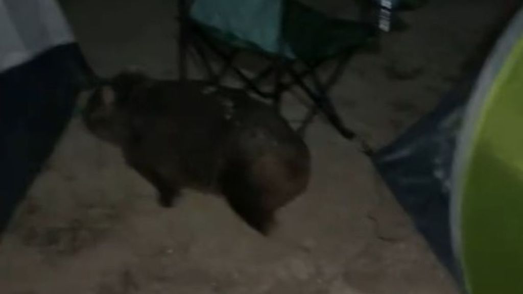 Image shows a wombat exploring a campsite after being kicked out of a tent.