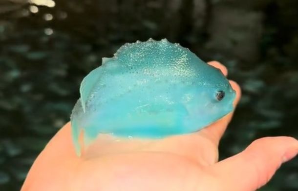 Image shows a juvenile lumpfish held in a human hand (for size reference).